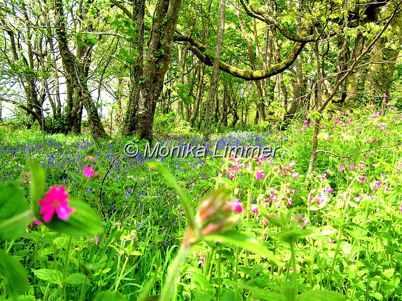 28_Wildwiese_lost garden_94_neu.jpg